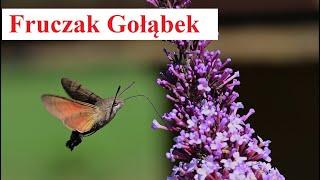 Fruczak Gołąbek - ciekawostki o Polskim Kolibrze