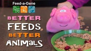 Feed-a-Gene: Better feeds, better animals