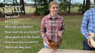 4-H Chicken Showmanship Tutorial