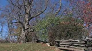 2011 Historic Lecture Series: The Historic Trees of Smithfield