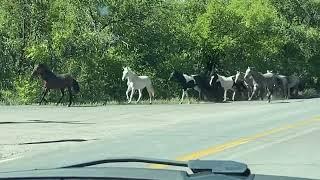 The wild horses of Placitas, New Mexico. September 15, 2023