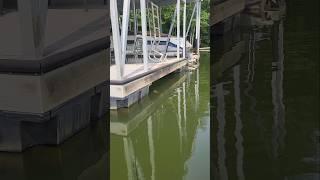 Spotted Bass Explodes off Dock in Slow Motion Lake Lanier