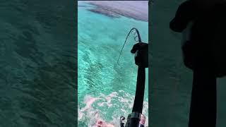 Drone Fishing For Giant Fish #shorts #viral #fishing #dronefishing #reeffishing