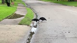 Vultures eating dead Animal in the neighborhood streets