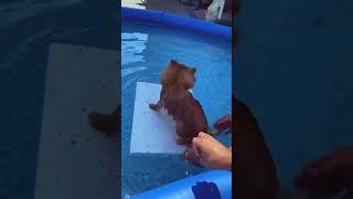 Pomeranian tries to step onto pool float, but she doesn't quite make it...