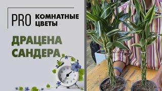 Драцена Сандера или Сандериана. Уход за драценой и её отличия от других видов. Три сорта в видео.