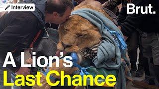 A Rescued Lion's Last Chance