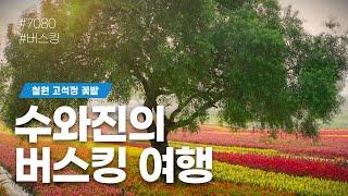 [수와진의 버스킹여행] #철원고석정꽃밭 (24.10.16)즐거운 하루 되시길 바랍니다 ~!