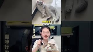 猫咪迷惑行为 #新手养猫 #养猫经验分享 #科学养宠攻略 猫奴十三