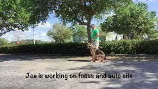 Kiera - Reactive Dog Training | Gulf Coast K9 Dog Training