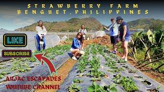 FAMILY TOUR OF BENGUET STRAWBERRY FARM NEAR BAGUIO | AFFORDABLE STRAWBERRY PICKING FOR JUST 700 PHP