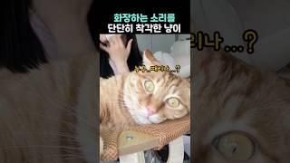화장하는 소리를 단단히 착각한 냥이ㅋㅋㅋㅋㅋ