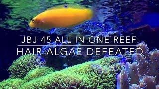 How To Defeat Hair Alage - Reef Tank Update