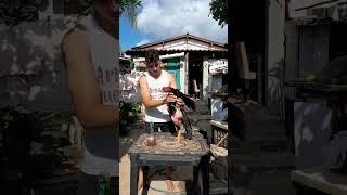 Como acabar o cansaço do galo #galo #animais #dicas #vlog #fôlego #cansaço cansaç