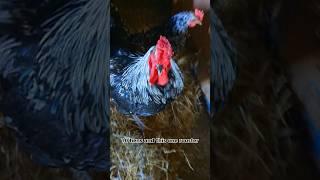 What Animals Live On BIG Feathers Farm? #homestead