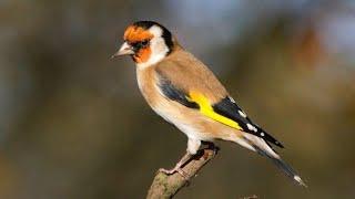 female goldfinch call for mating | female goldfinch call | female goldfinch singing