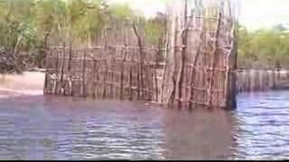 198 Kenya Funzi traditional fishing trap. Edge of mangrove