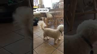 My dog Max and his cousin Comic having a play date! #bichonfrise #frenchbulldog #play date