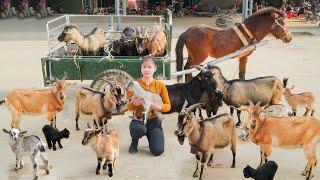 Use Horse Carriages To Buy Farmer's Goat Herd, Transport Goats Go To Market Sell. Ly Tieu Toan