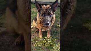 工作了三天三夜的搜救犬，上来后冻的他瑟瑟发抖，没有找到目标，他自责的看着训导员，希望训导员不敢赶他走，在给他一次机会#警汪的忠诚感动了无数人 #警犬训导员 #警犬 #警汪