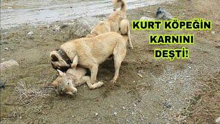 KURTLAR KÖPEĞİ CANLI CANLI YERKEN SARI KANGALLAR YETİŞİP KURDU BOĞDULAR..