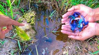 The Lucky Place To Found A Lot Of Beautiful Galaxy Betta Fish Goldfish Other Fish In Rice Field