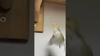 起飛撞到頭的鳥