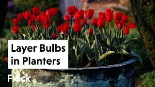 LAYER BULBS in PLANTERS — Ep. 285