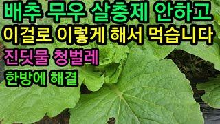 텃밭 배추농사 살충제 안하고 이렇게 해서 먹습니다