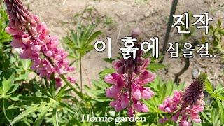 루피너스 잘 자라는 흙의 비밀은 '이것' | 같은 날 심었지만 성장 속도가 달라요 | 루피너스 파종 방법