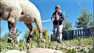 How To Rope Graze Your Sheep And Goats Safely