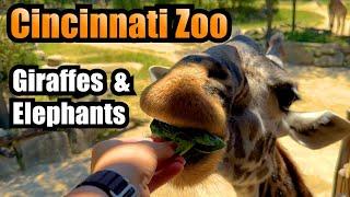 Cincinnati Zoo Animals 2024 | Giraffes and Elephants