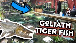 Goliath TigerFish and friends get a much deserved Upgrade