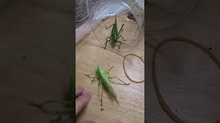 2021.08 여치베짱이를 마주친 긴날중