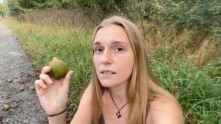 Fall foraging | Wild fruit and nuts in the Northeast U.S.