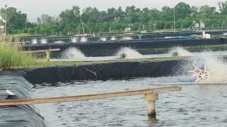 Tambak udang Romodong Bangka Belitung