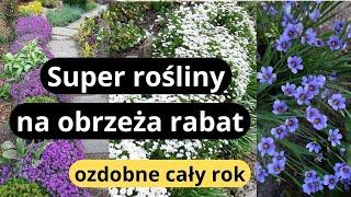 7 najlepszych niskich roślin na obwódki rabat, łatwych w uprawie, pięknych w ogrodzie przez cały rok