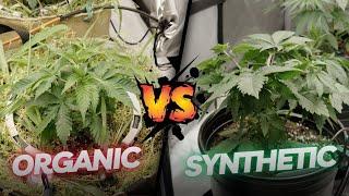 Organic vs Synthetic Cannabis Growing: Two Grow Tents, Two Styles!