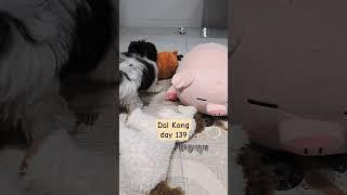 달콩이와 친구들_피그는외로워_말티푸139일#강아지 #강아지브이로그 #puppy #강아지친구 #말티푸