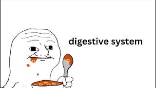 The Digestive System, in 4 minutes