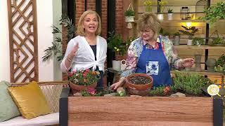 Girl Next Door Cut & Plant Succulent Tiles Live Plants on QVC