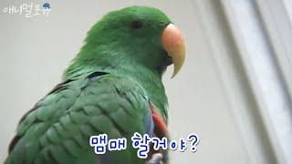 마! 부산사투리 쓰는 앵무새 본적있나? 앵무새 제리 [주주클럽] too talkative parrot, Jerry