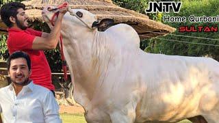 Jntv Home Qurbani - Crown Bull 2026 - Complete Collection - Bakra Eid 2024 - Fateh Jang Bulls 2024