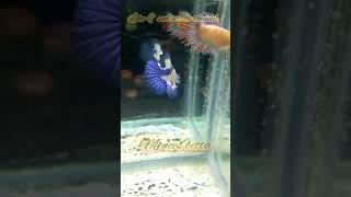 BETTA MALE MARBLE BLUE RIM AND BETTA FEMALE CROWNTAIL / FOR SALE