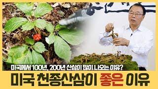 미국 천종산삼이 왜 좋은가? I 미국 산삼이 많은 이유 I 미국 산삼 사포닌 함유량 I 심마니 장석훈의 천종산삼