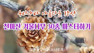 한국의 나무 - 3월 천마산 겨울나무 30종 마스터하기, 우리나라 아름다운 강산