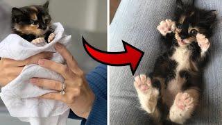 Tiny Abandoned Kitten Found Crying Alone in Backyard Gets Rescued