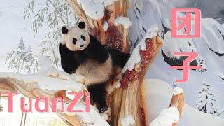 从早忙到晚的大熊猫团子，把自己滚成一个脏脏包Panda TuanZi