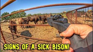 This Is How Bison Avoid Predators!