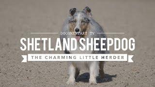 ALL ABOUT HERDING: SHETLAND SHEEPDOGS